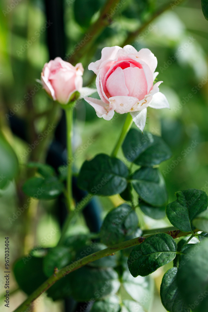 Pink beautiful blooming rose. Selective focus.. Pink beautiful blooming rose. Selective focus..