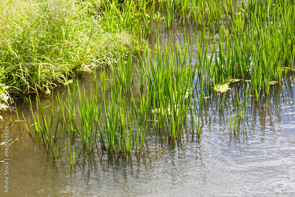 Green reeds grow on the river in summer Green reeds grow on the river in summer
