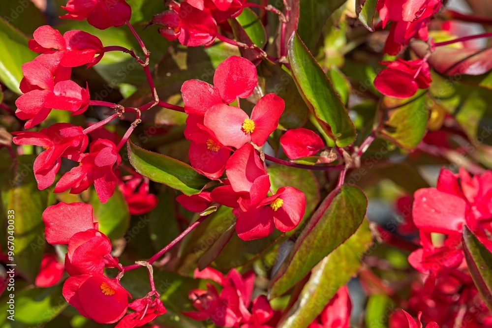 Closeup of begonia semperflorens, known as wax begonia is probably the most grown begonia worldwide. Closeup of begonia semperflorens, known as wax begonia is probably the most grown begonia worldwide.