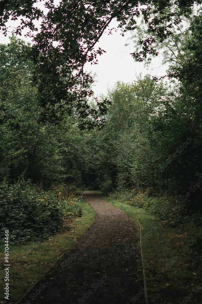 Obraz premium path in the woods