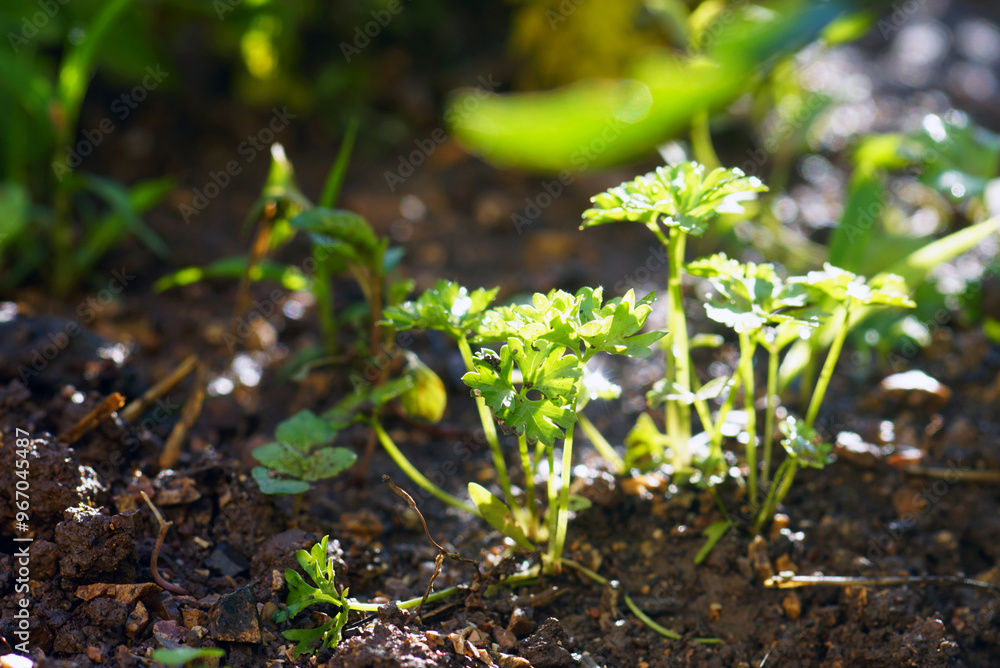 Young parsley seedlings illuminated by the morning sun. Growing fresh greens and aromatic herbs for cooking in a garden bed in an eco-garden: sprouted parsley seeds close-up. Young parsley seedlings illuminated by the morning sun. Growing fresh greens and aromatic herbs for cooking in a garden bed in an eco-garden: sprouted parsley seeds close-up.