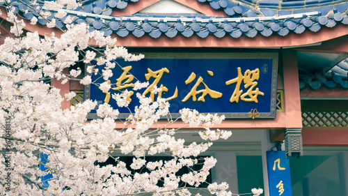 Wallpaper Mural sakura on the wall of the house Torontodigital.ca