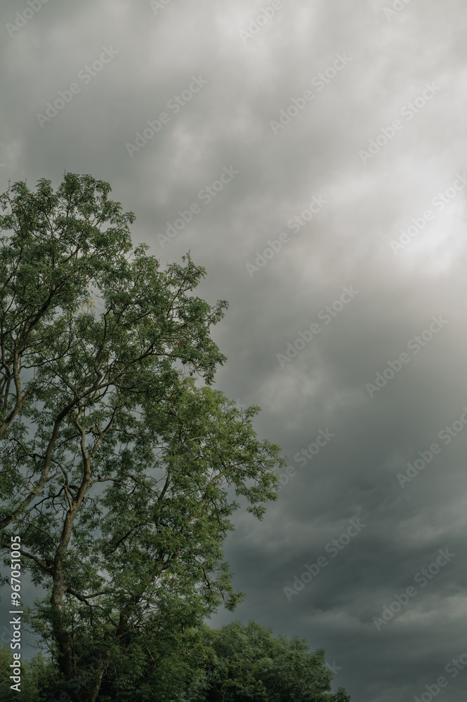 Obraz premium dark clouds. big tree in the foreground
