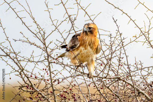Bild auf Leinwand A Little Eagle amongst the bare tree branches in Winter