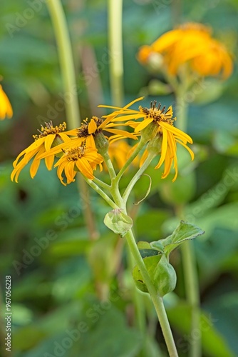 Closeup of ligularia stenocephala, also known as the rocket, is a species of the genus ligularia and the family asteraceae. photo