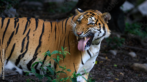 Wallpaper Mural tiger in the jungle Torontodigital.ca