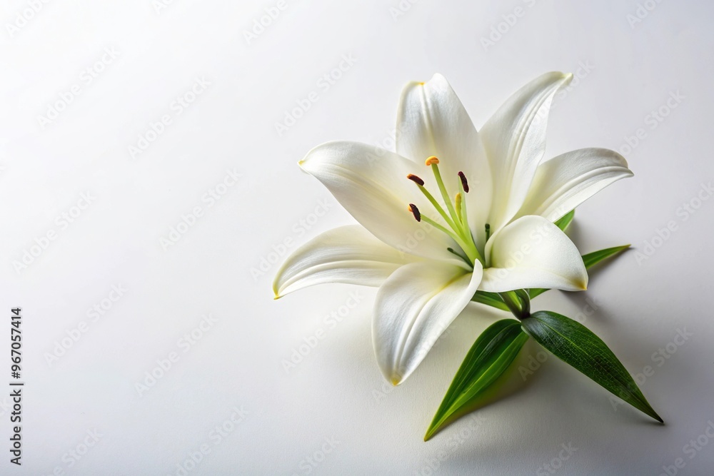 Watercolor painting of a raw lily flower isolated on white background Watercolor painting of a raw lily flower isolated on white background