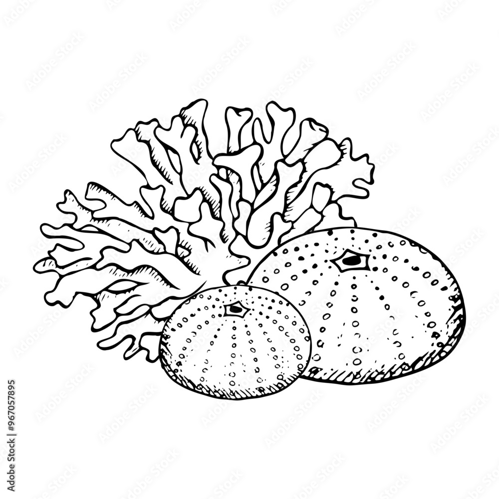Corals with sea urchins flat black and white vector illustration. Line ...