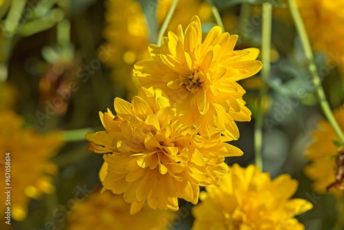 Closeup of rudbeckia laciniata `Goldball`also known as rudbeckies, or conefowers, are herbaceous, and mostly perennial plants. photo