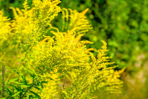 Goldenrod yellow flowers on a green natural background 