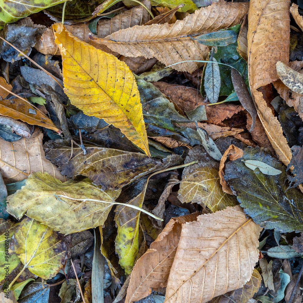 A feast of color created by autumn leaves lay flat on the ground. Natural earthy background. A feast of color created by autumn leaves lay flat on the ground. Natural earthy background.