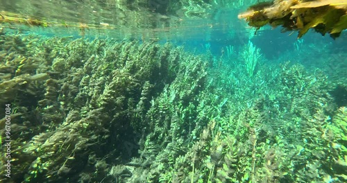 Underwater Kelp Forest in Blue eye river, Albania. Green Seaweed leaves in Turquoise and green water scenic aerial view in Muzine, Finiq, Albania, Europe. photo