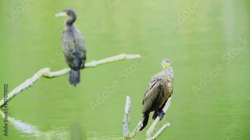 Great Cormorant (Phalacrocorax carbo)