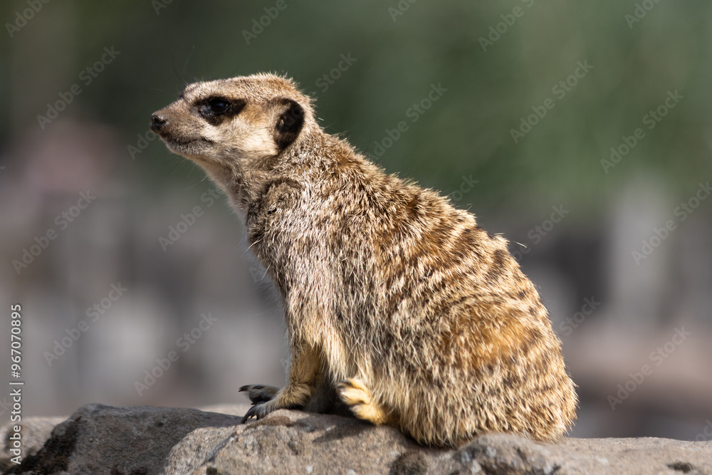 Fototapeta premium Meerkat Sitting on a Rock with a Softly Blurred Background