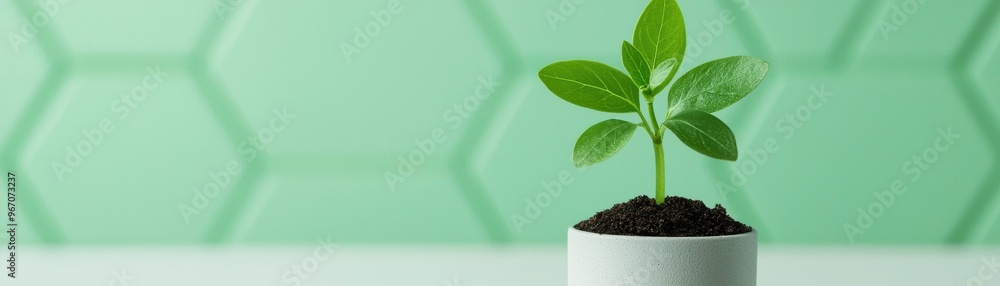 A vibrant green plant sprouting from soil in a modern pot, set against a geometric mint green background. A vibrant green plant sprouting from soil in a modern pot, set against a geometric mint green background.
