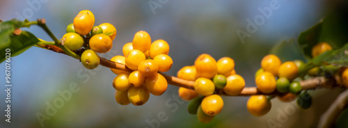 Banner Man Hands harvest Yellow Bourbon coffee bean ripe berries plant fresh seed coffee tree growth in green eco organic farm. Close up man hands harvest yellow bean robusta arabica with copy space photo