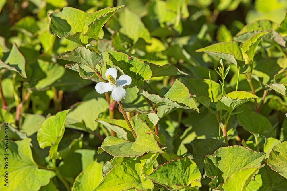 Obraz premium Closeup of houttuynia cordata, also known as fish mint, fish leaf, rainbow plant, chameleon plant, heart leaf, fish wort, or Chinese lizard tail.