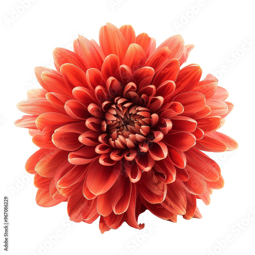 Bright orange chrysanthemum flower with delicate petals, showcasing its intricate layers and vibrant color against a transparent background