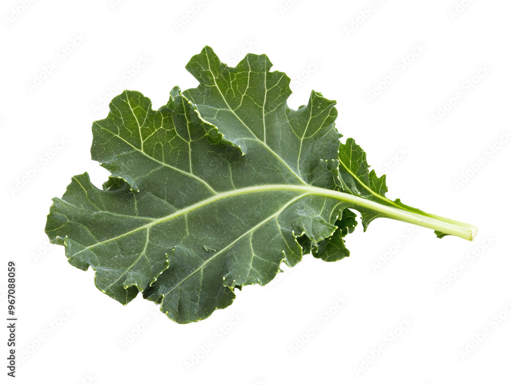 a green leaf on a white background a green leaf on a white background