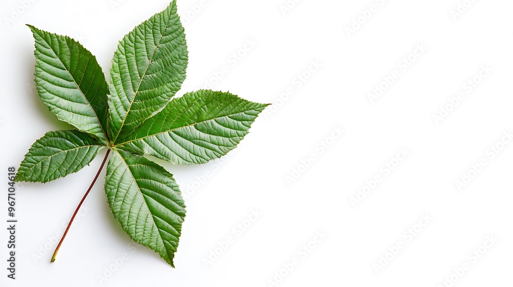 Fototapeta premium A Single Horse Chestnut Leaf