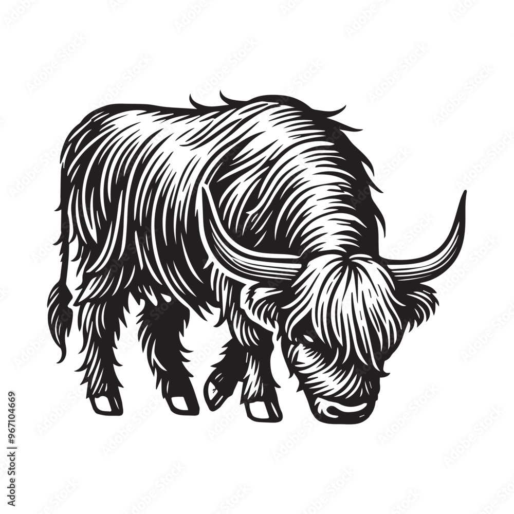 Fototapeta premium Black and White Highland Cattle Illustration – Highland Cow Vector Clipart Design