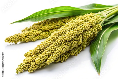 Worm's eye view of green millet sorghum sprays with leaves isolated on white background photo