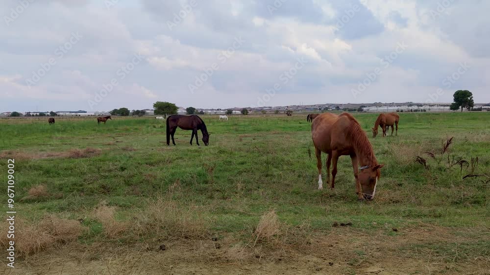 Horses grazing on grass with cloudy sky on background. Horses at horse farm. Horses grazing on grass with cloudy sky on background. Horses at horse farm.