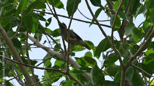 Indian Myna Birds sitting on the tree. Its other names Common myna and mynah. This is  a bird of the starling family Sturnidae. This is a group of passerine birds which are native to especially India. photo