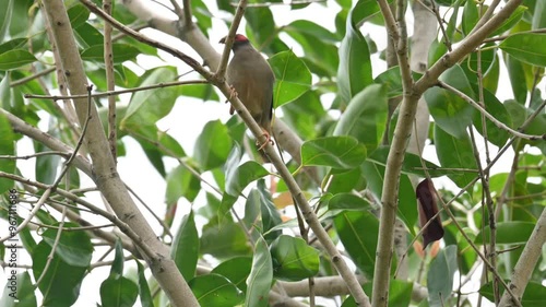 Indian Myna Birds sitting on the tree. Its other names Common myna and mynah. This is  a bird of the starling family Sturnidae. This is a group of passerine birds which are native to especially India. photo