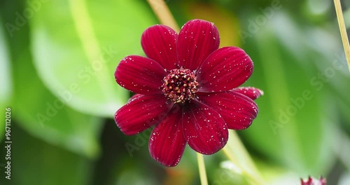 A chocolate cosmos (Cosmos atrosanguineus) with a purple to dark red flower head with a velvety appearance surrounding a disk of tubular flowers on stem photo