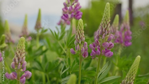 Lupine flowers in close-up stagger from the breeze. Close-up view of the colorful field with lupine wildflowers  photo