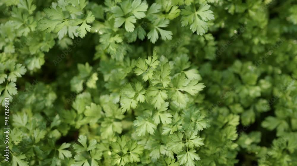 Greek parsley herbal background pattern. Top view, table spin Greek parsley herbal background pattern. Top view, table spin