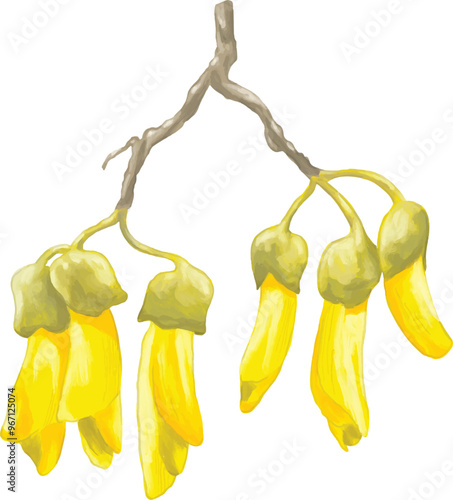 Kowhai flower blossoms botanical illustration