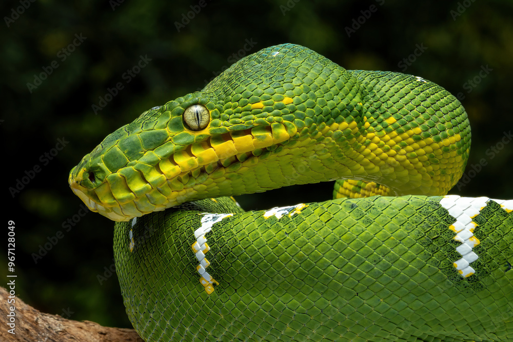 Very closeup side view head of Green Tree Python (Morelia viridis) also ...