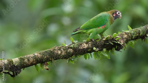 Brown-hooded Parrot, Pionopsitta haematotis, portrait of light green parrot with brown head. Detail close-up portrait of bird from Central America. Wildlife scene from tropical nature.