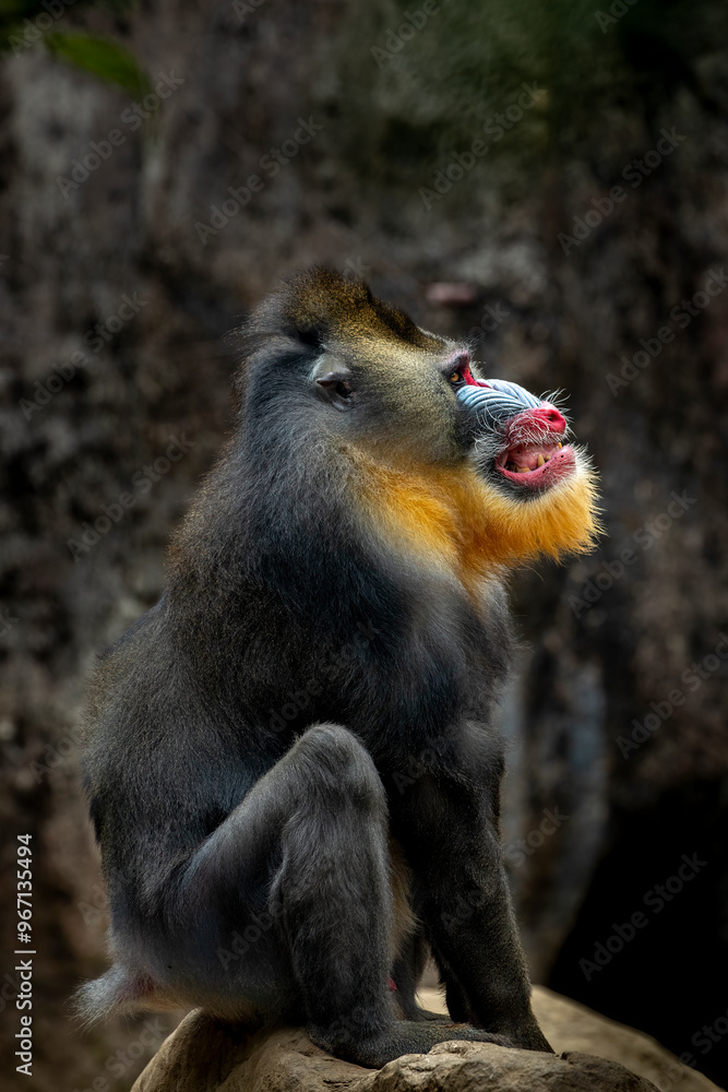 The Mandrill (Mandrillus sphinx) is a large Old World monkey native to West Central Africa. It is one of the most colorful mammals in the world, with red and blue skin on its face and posterior. The Mandrill (Mandrillus sphinx) is a large Old World monkey native to West Central Africa. It is one of the most colorful mammals in the world, with red and blue skin on its face and posterior.