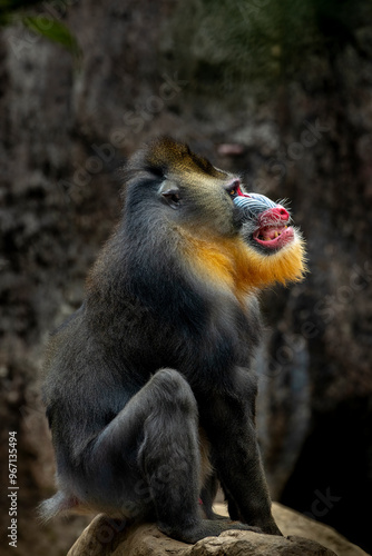 The Mandrill (Mandrillus sphinx) is a large Old World monkey native to West Central Africa. It is one of the most colorful mammals in the world, with red and blue skin on its face and posterior.  photo