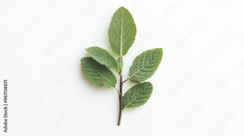Sprig of Green Mint Leaves with a Stem on White Background Sprig of Green Mint Leaves with a Stem on White Background