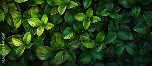 Fresh green leaves with an expressive texture ideal for nature backgrounds or as a wallpaper with tropical foliage offering a stunning copy space image