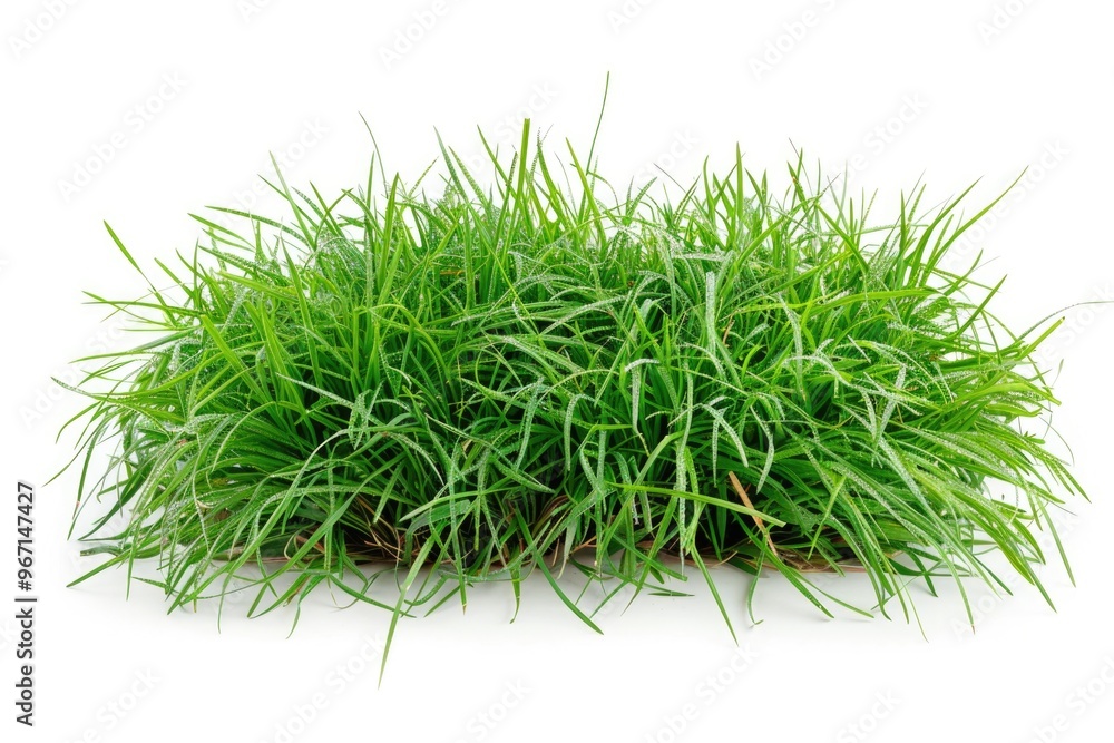 A natural bundle of grass placed on a clean white surface A natural bundle of grass placed on a clean white surface