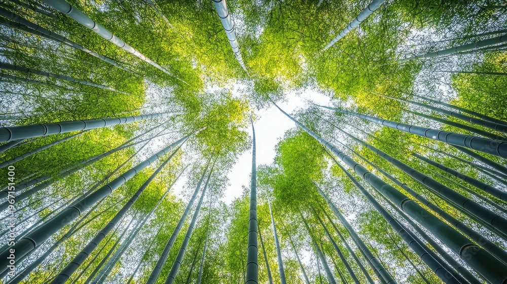 A forest of bamboo captured from below, the tall stalks reaching up toward the bright sky, creating a dramatic sense of scale A forest of bamboo captured from below, the tall stalks reaching up toward the bright sky, creating a dramatic sense of scale