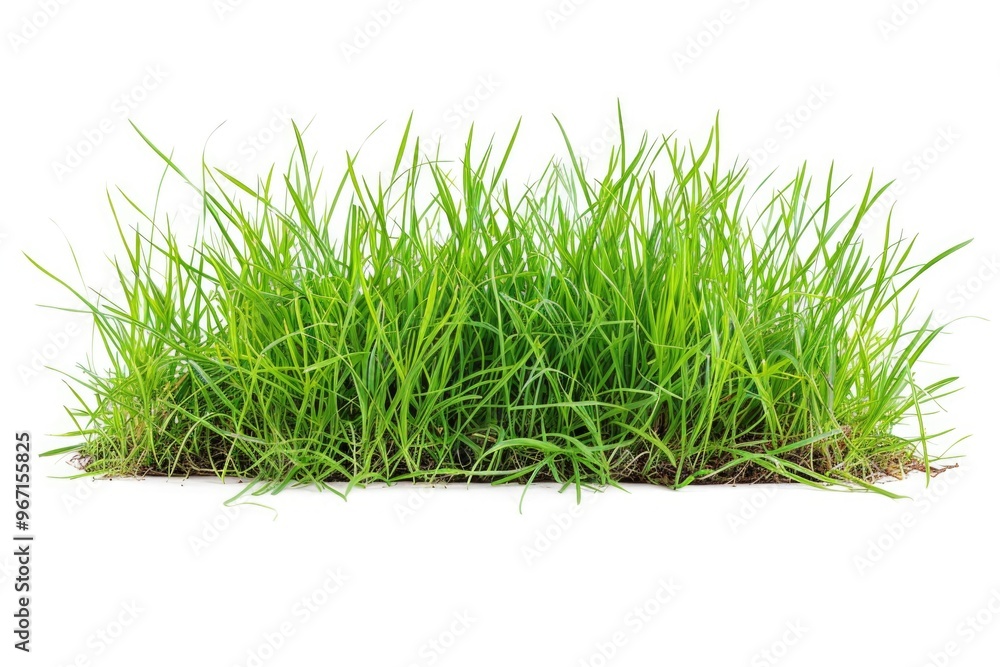 A close-up shot of lush green grass on a clean white surface A close-up shot of lush green grass on a clean white surface
