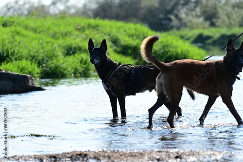 Hundespaziergang am Fluss. Mehrere Malinois spielen im Wasser