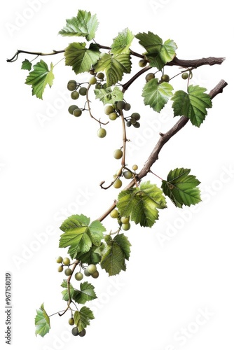 A branch with lush green leaves and ripe berries, great for nature scenes or still life compositions