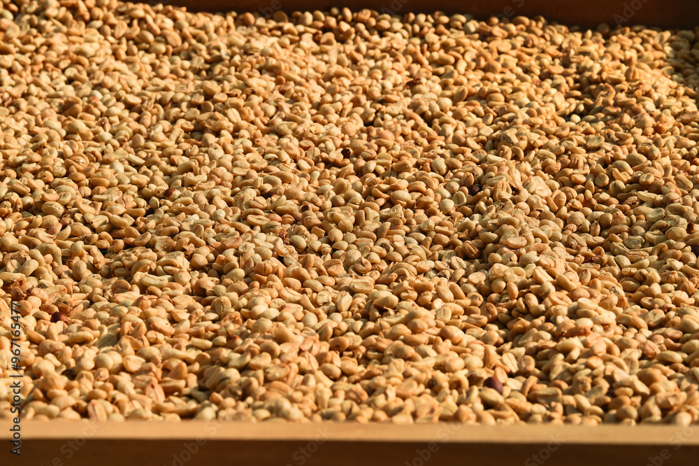 Obraz premium Close up of coffee beans drying in the sun 
