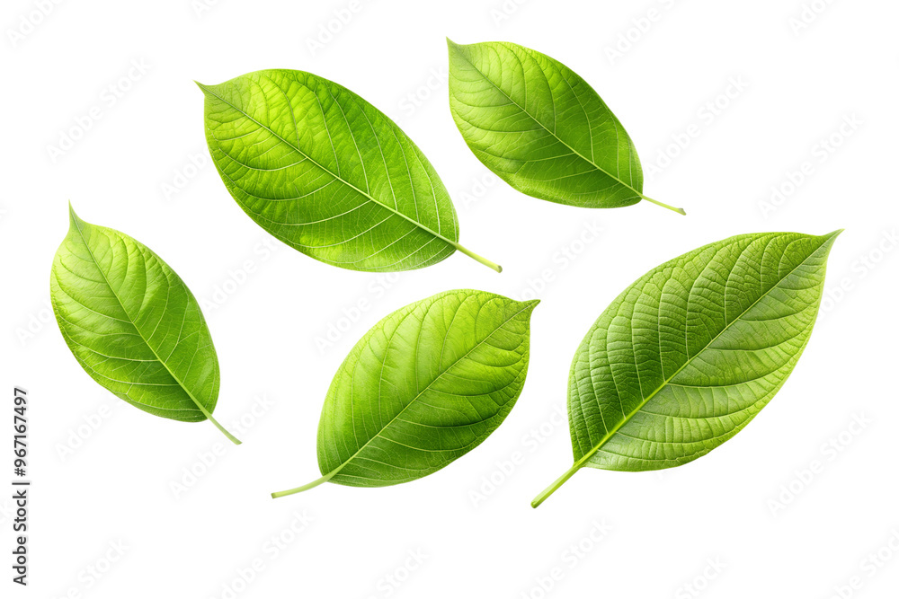 Fototapeta premium Green leaves isolated on white background