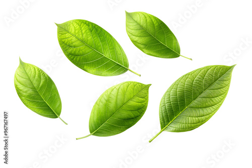 Green leaves isolated on white background