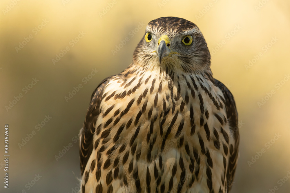 Young male Northern Goshawk at a watering hole in a Mediterranean pine and oak forest in the last light of a summer day Young male Northern Goshawk at a watering hole in a Mediterranean pine and oak forest in the last light of a summer day
