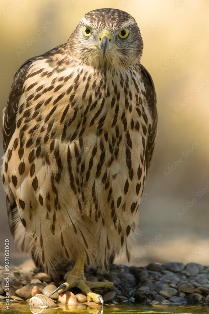 Obraz premium Young male Northern Goshawk at a watering hole in a Mediterranean pine and oak forest in the last light of a summer day