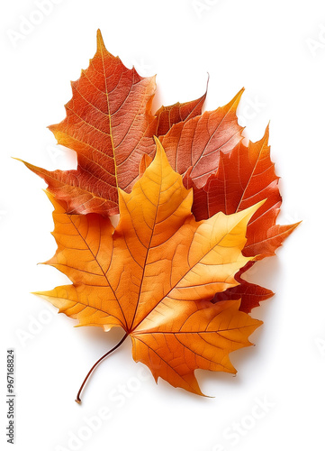 Wallpaper Mural Autumn leaves isolated on white background Torontodigital.ca